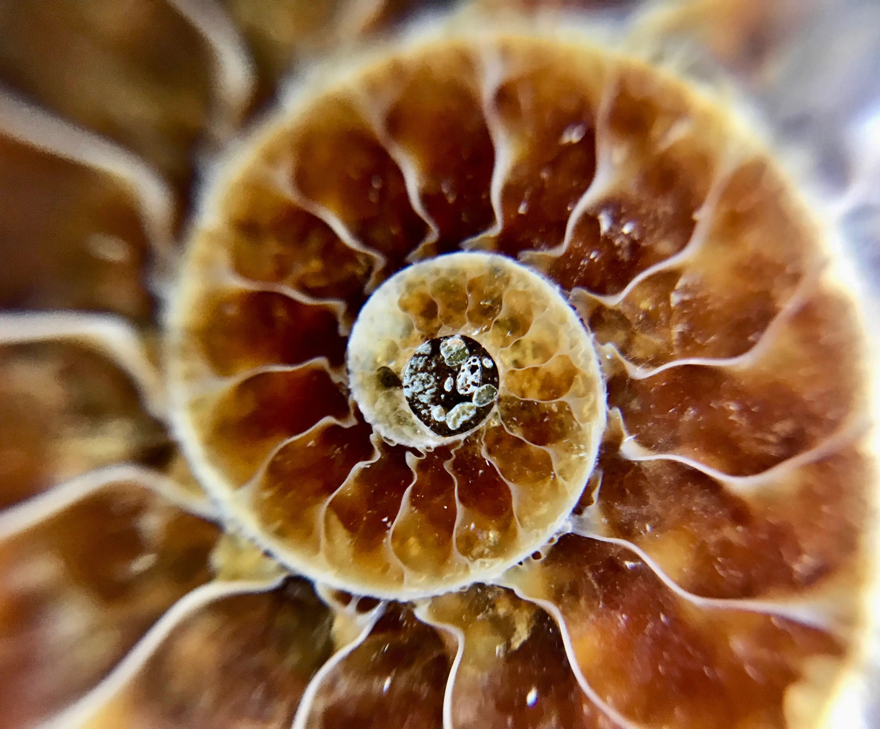 Ammonite Pendant