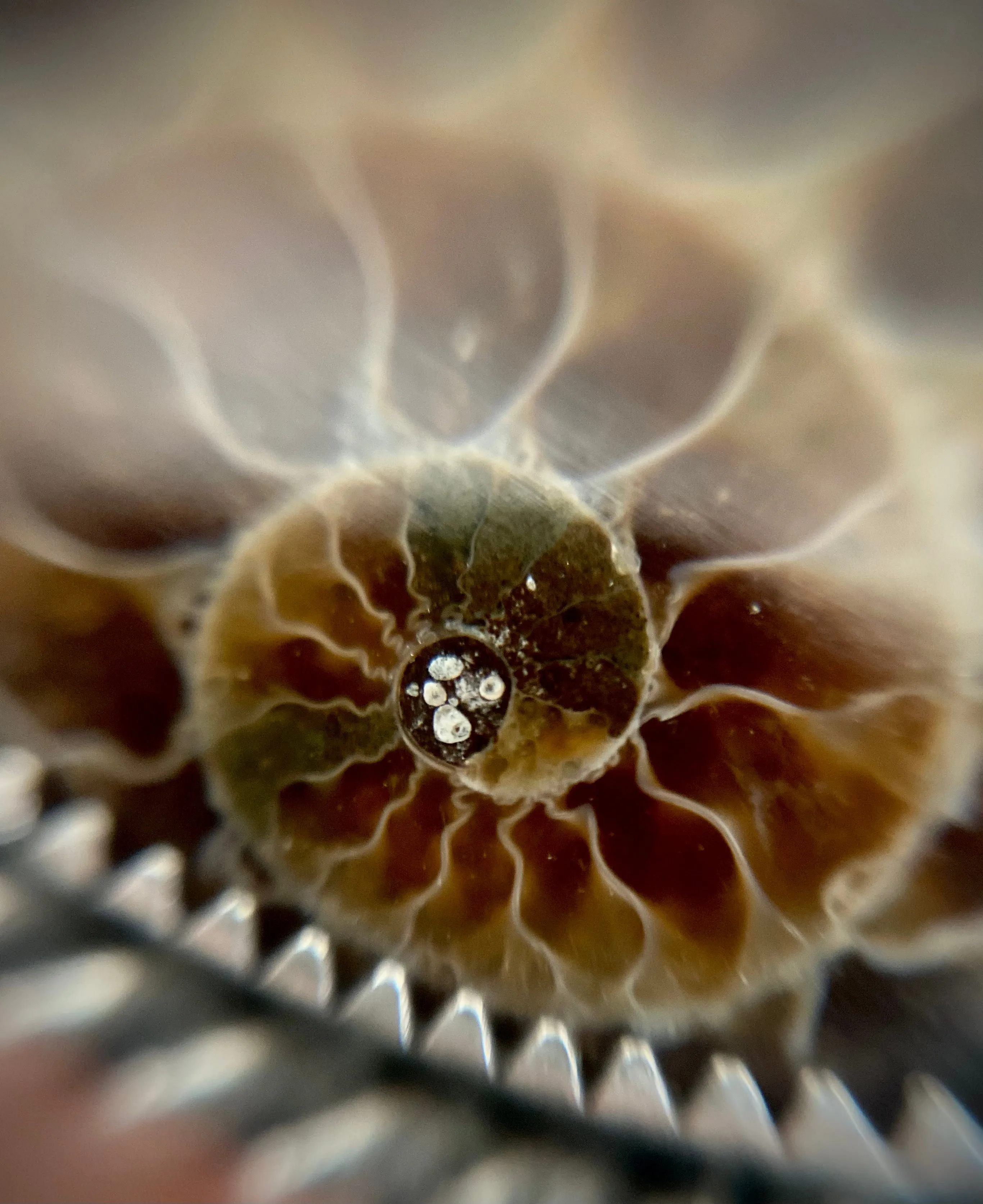 Ammonite Ring