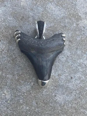 Megalodon Tooth