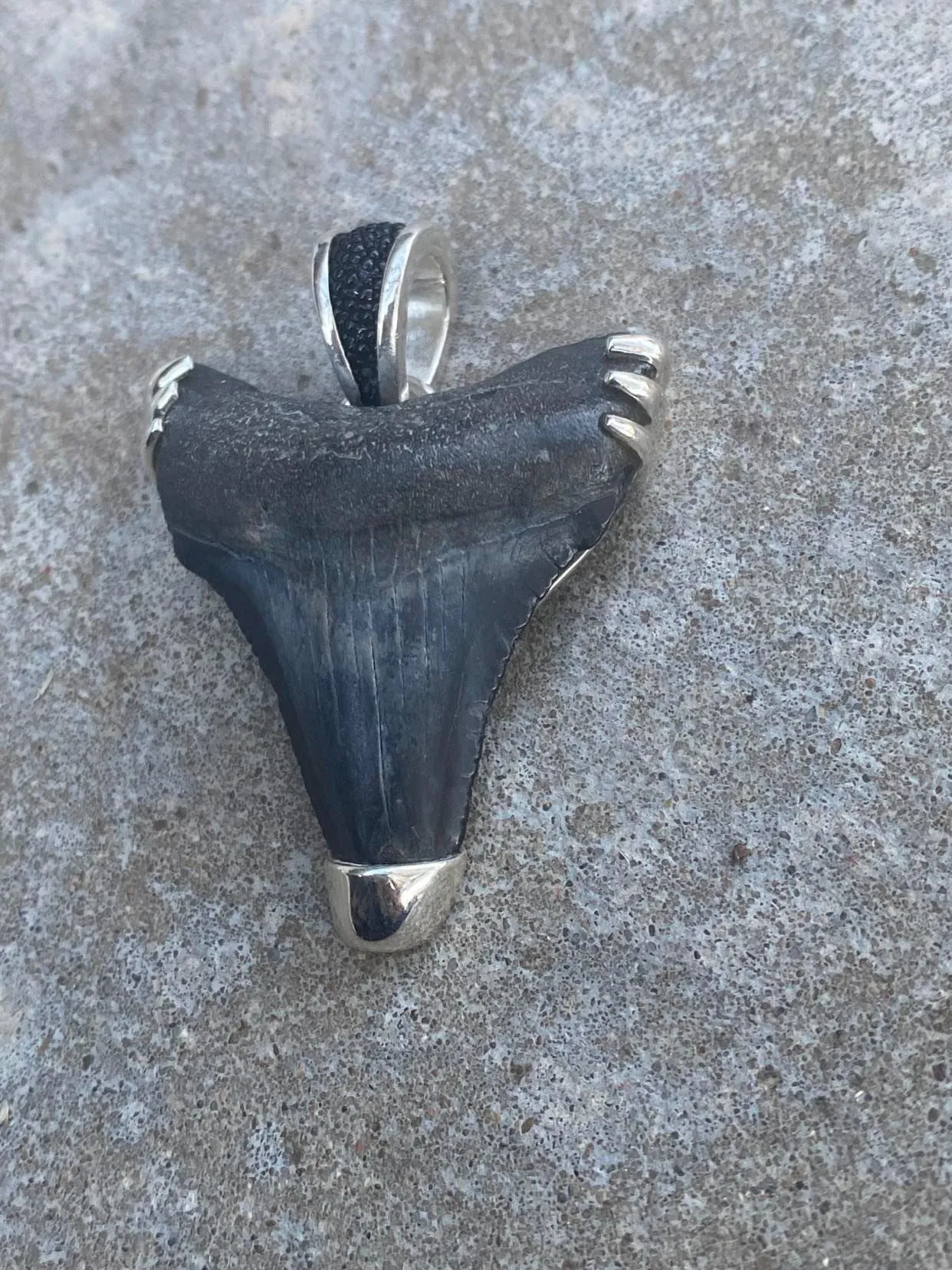 Megalodon Tooth